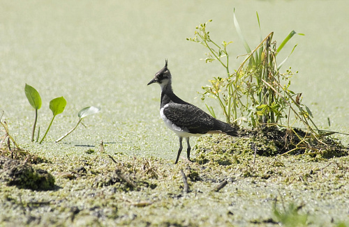 ������� �����